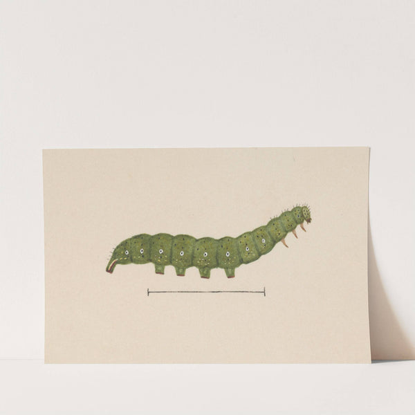 Entomology watercolour Pl.098 by George Hudson