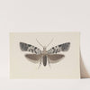 Entomology watercolour Pl.100 by George Hudson