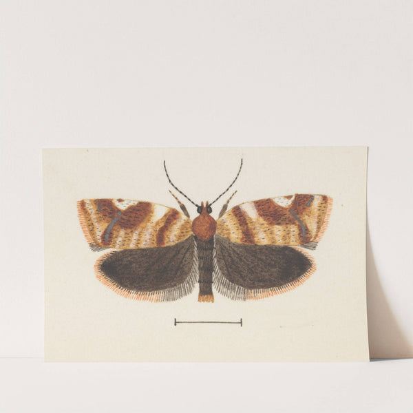 Entomology watercolour Pl.101 by George Hudson