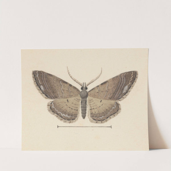 Entomology watercolour Pl.102 by George Hudson