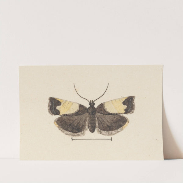 Entomology watercolour Pl.103 by George Hudson