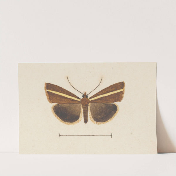 Entomology watercolour Pl.106 by George Hudson