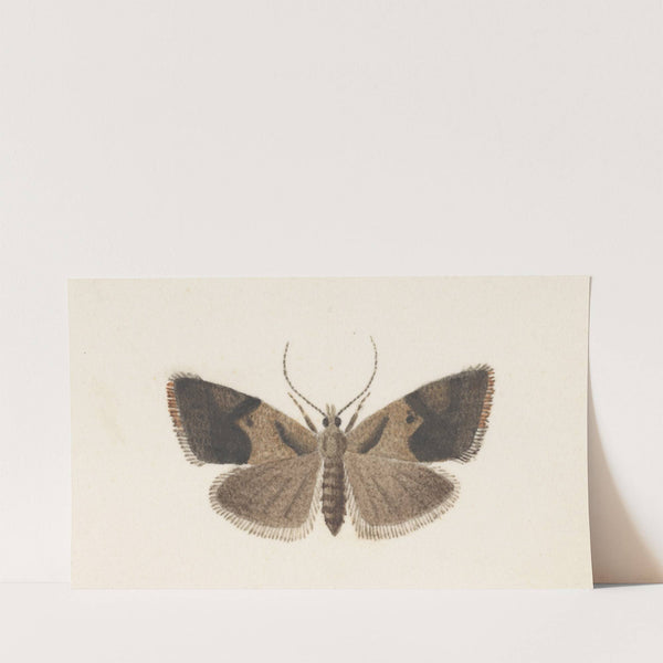 Entomology watercolour Pl.108 by George Hudson