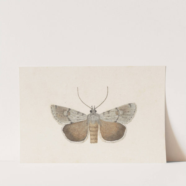 Entomology watercolour Pl.109 by George Hudson