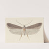 Entomology watercolour Pl.114 by George Hudson