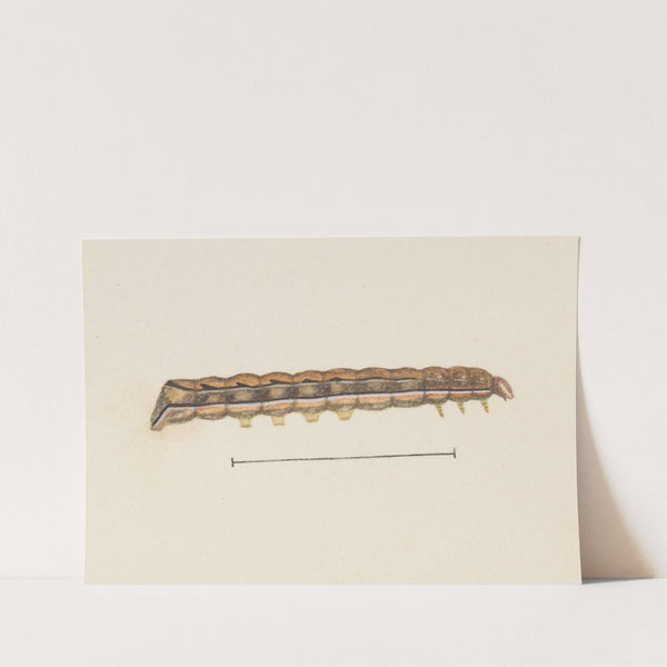 Entomology watercolour Pl.115 by George Hudson