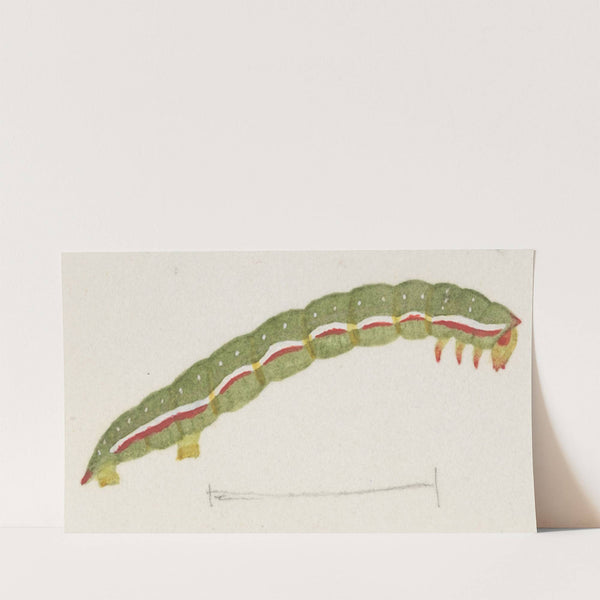 Entomology watercolour Pl.118 by George Hudson