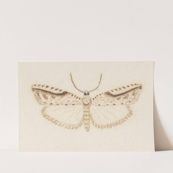 Entomology watercolour Pl.120 by George Hudson