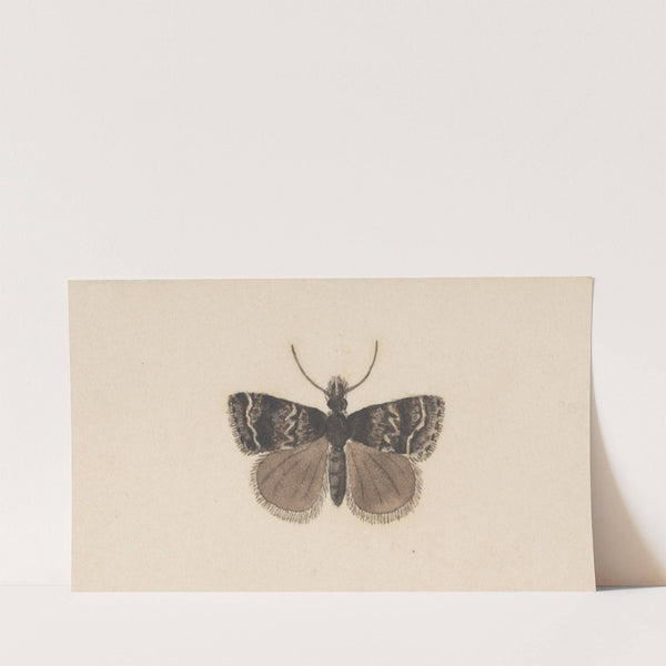 Entomology watercolour Pl.122 by George Hudson