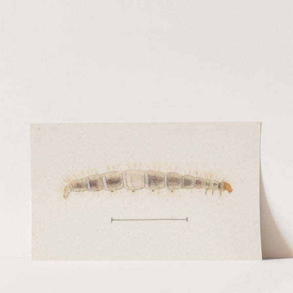 Entomology watercolour Pl.123 by George Hudson