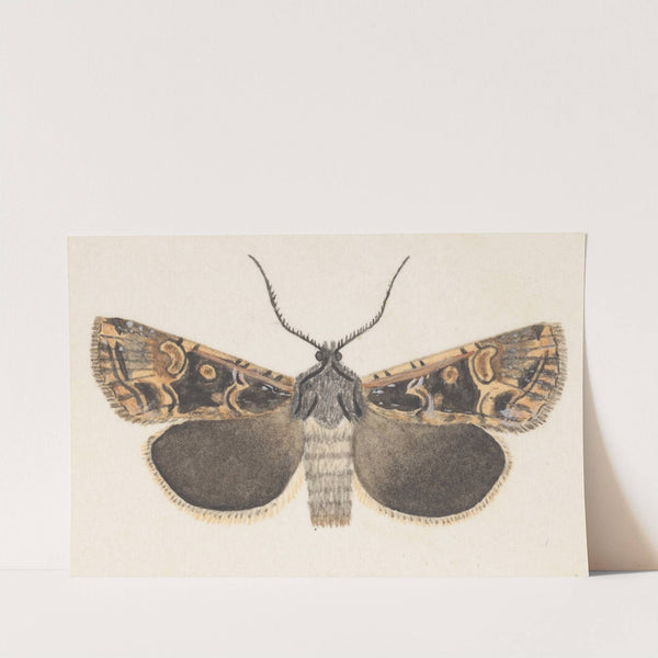 Entomology watercolour Pl.127 by George Hudson