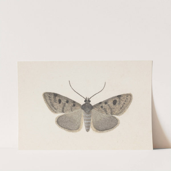 Entomology watercolour Pl.129 by George Hudson