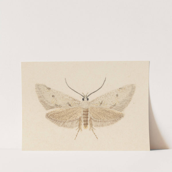 Entomology watercolour Pl.130 by George Hudson