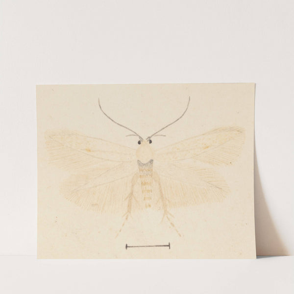 Entomology watercolour Pl.131 by George Hudson