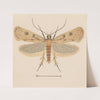 Entomology watercolour Pl.133 by George Hudson