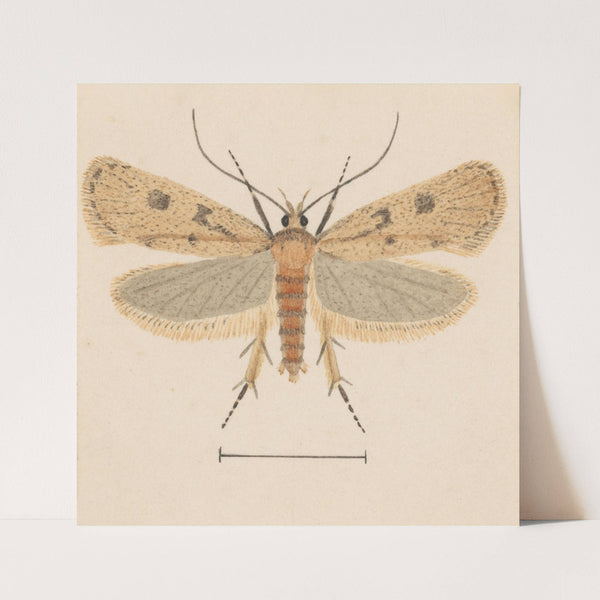 Entomology watercolour Pl.133 by George Hudson