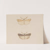 Entomology watercolour Pl.134 by George Hudson