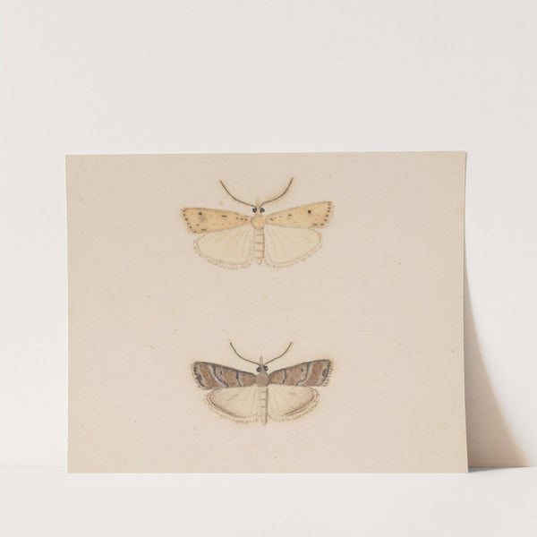 Entomology watercolour Pl.134 by George Hudson