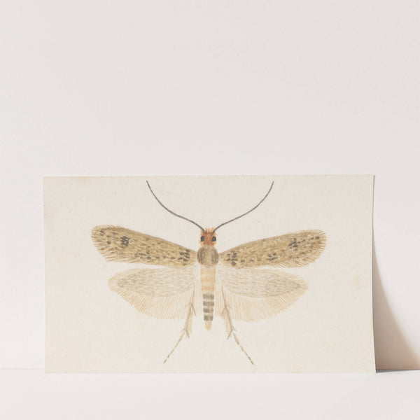 Entomology watercolour Pl.135 by George Hudson