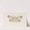 Entomology watercolour Pl.136 by George Hudson