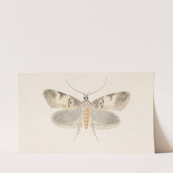 Entomology watercolour Pl.136 by George Hudson