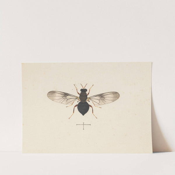 Entomology watercolour Pl.141 by George Hudson