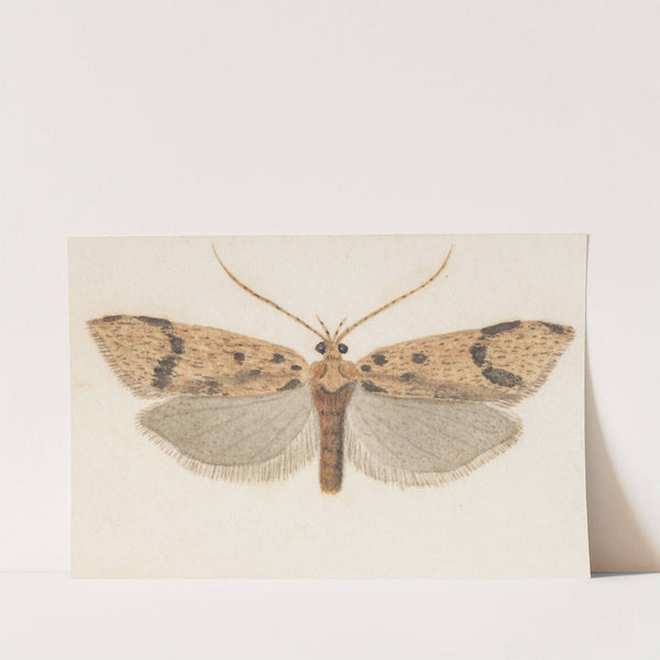 Entomology watercolour Pl.143 by George Hudson