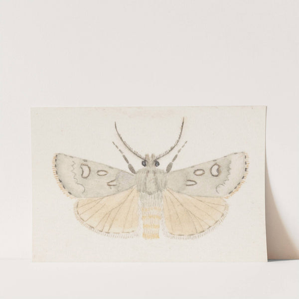 Entomology watercolour Pl.145 by George Hudson