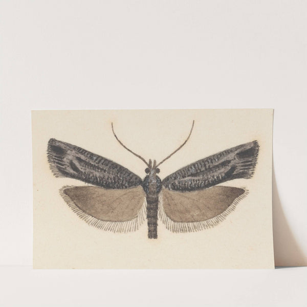 Entomology watercolour Pl.146 by George Hudson