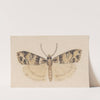 Entomology watercolour Pl.148 by George Hudson