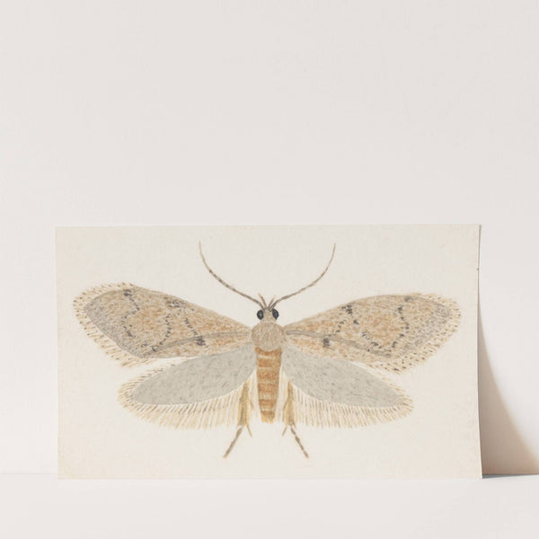 Entomology watercolour Pl.149 by George Hudson