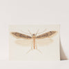 Entomology watercolour Pl.150 by George Hudson