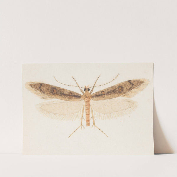 Entomology watercolour Pl.150 by George Hudson