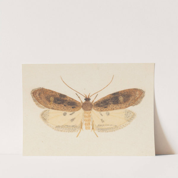 Entomology watercolour Pl.151 by George Hudson