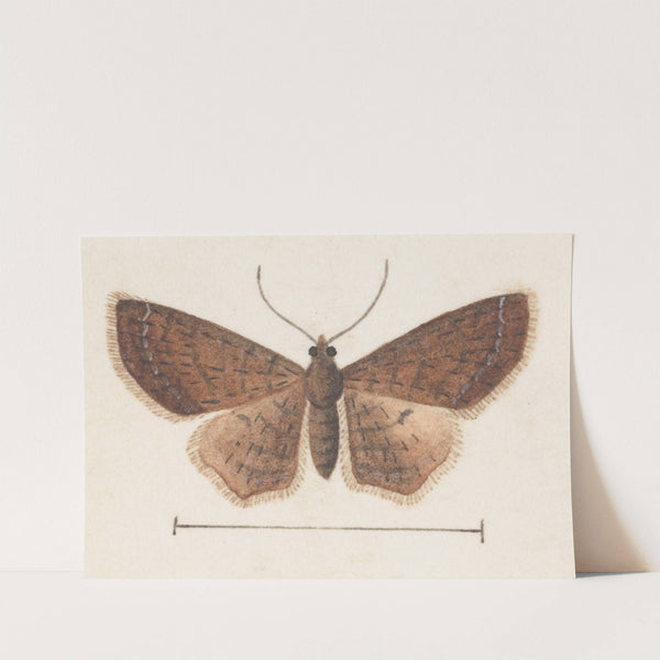 Entomology watercolour Pl.152 by George Hudson