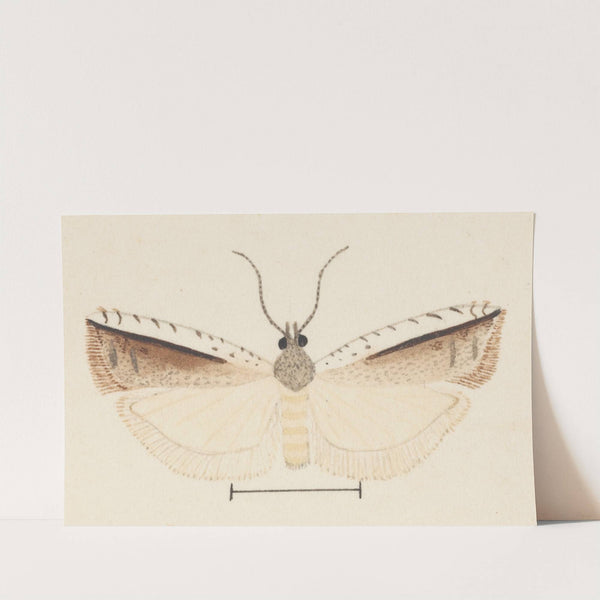 Entomology watercolour Pl.155 by George Hudson