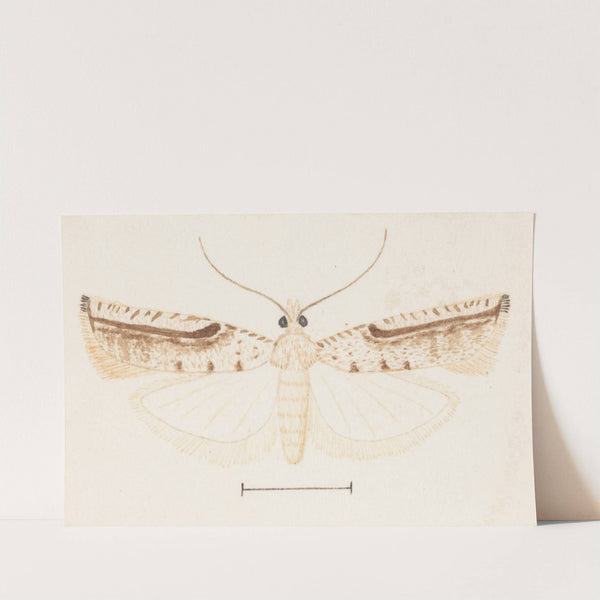 Entomology watercolour Pl.156 by George Hudson