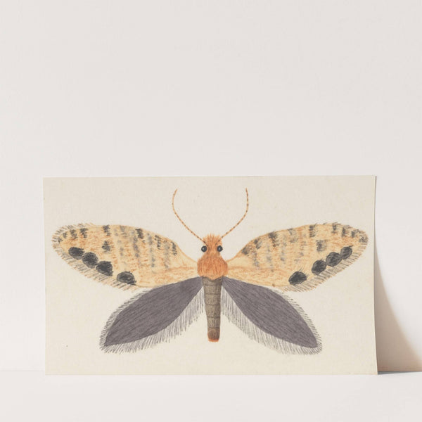 Entomology watercolour Pl.158 by George Hudson