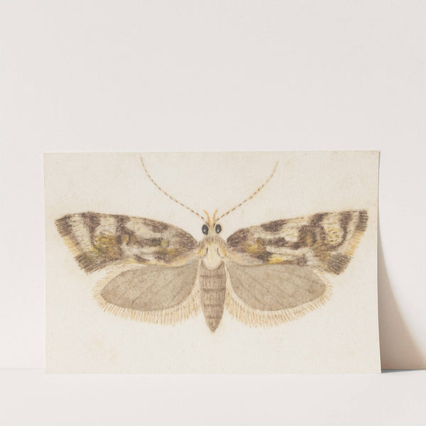 Entomology watercolour Pl.159 by George Hudson