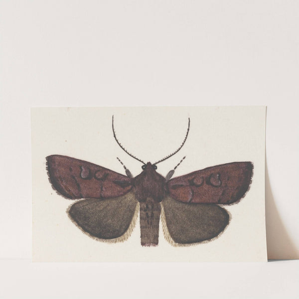 Entomology watercolour Pl.160 by George Hudson