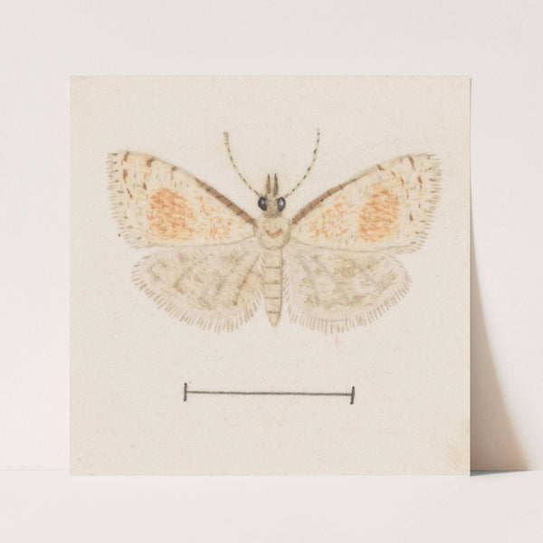 Entomology watercolour Pl.161 by George Hudson