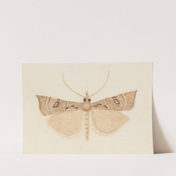 Entomology watercolour Pl.162 by George Hudson