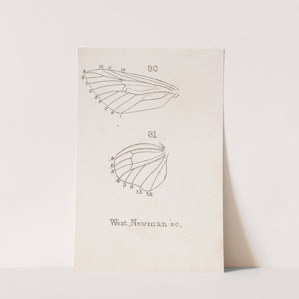 Entomology watercolour Pl.164 by George Hudson