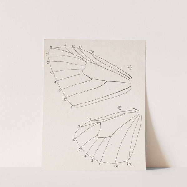 Entomology watercolour Pl.165 by George Hudson