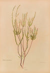 Epacris Microphylla