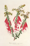 Epacris miniata