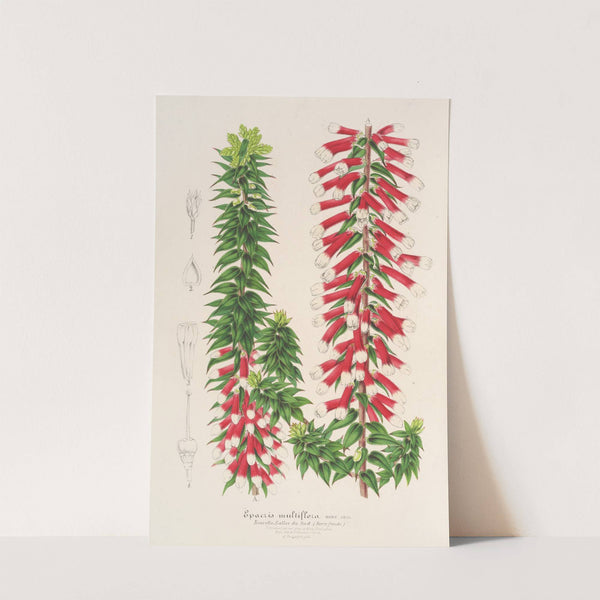 Epacris multiflora by Charles Antoine Lemaire