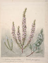 Epacris(2species); Dracophyllum(1 species)