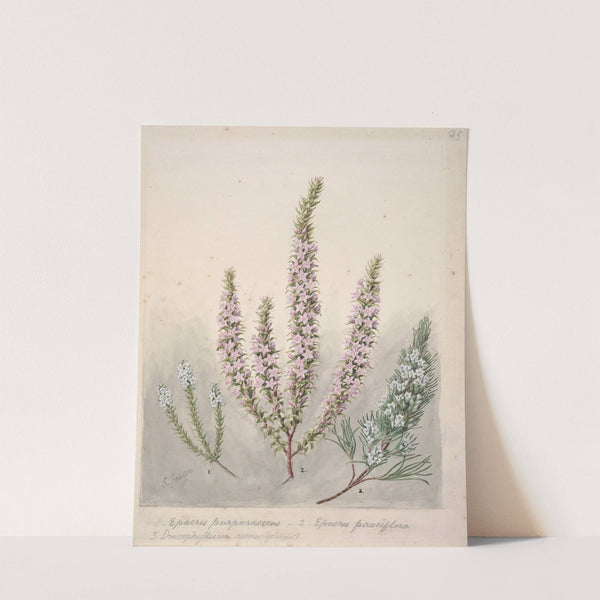 Epacris(2species); Dracophyllum(1 species) by Sarah Featon