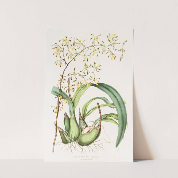 Epidendrum Alatum (1837-1843) by James Bateman